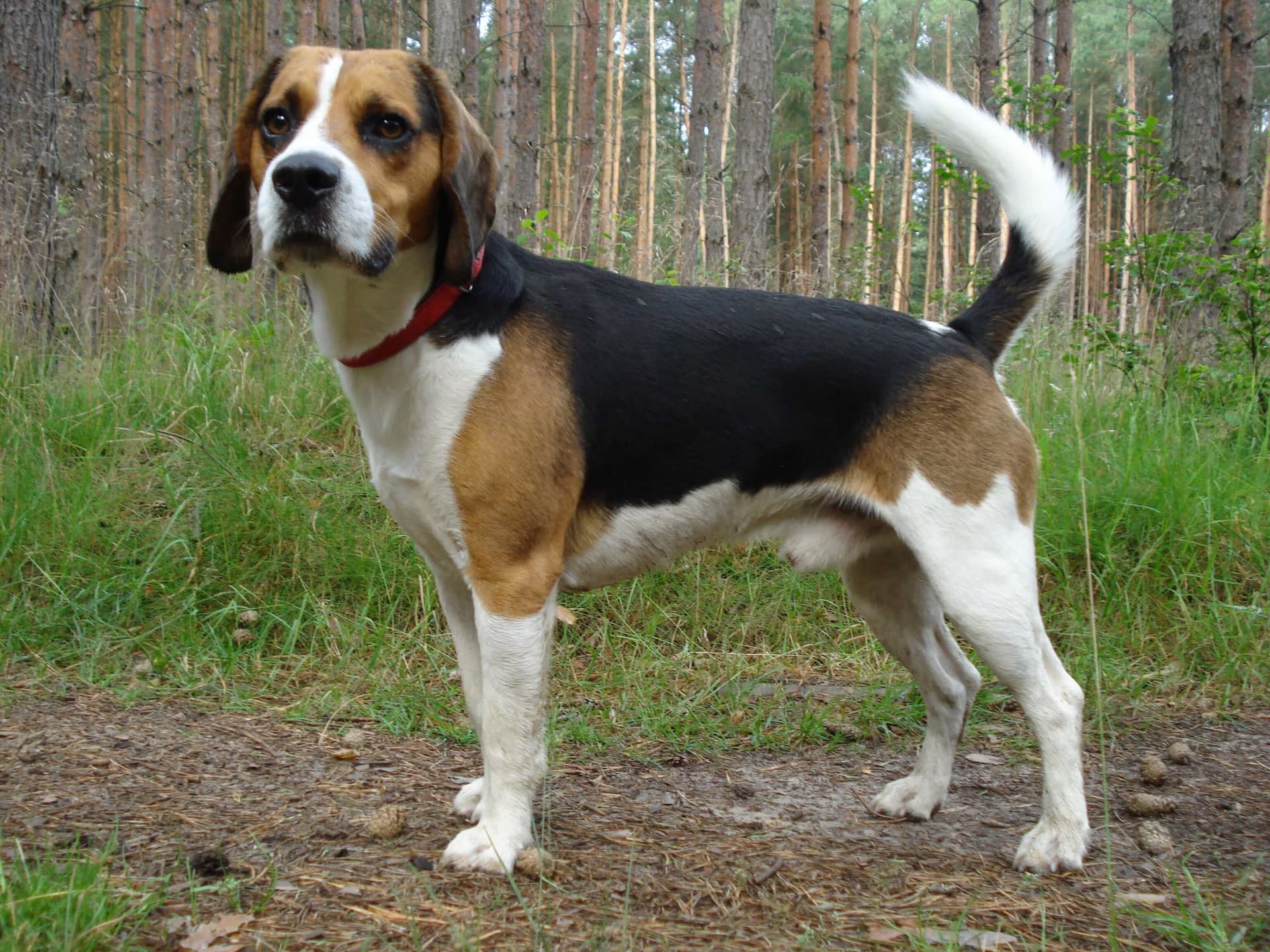 The Beagle Breed: A Comprehensive Guide for Dog Lovers