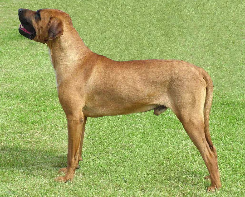 Dog Breeds Banned in India: A Look at Safety, Law, and Responsibility