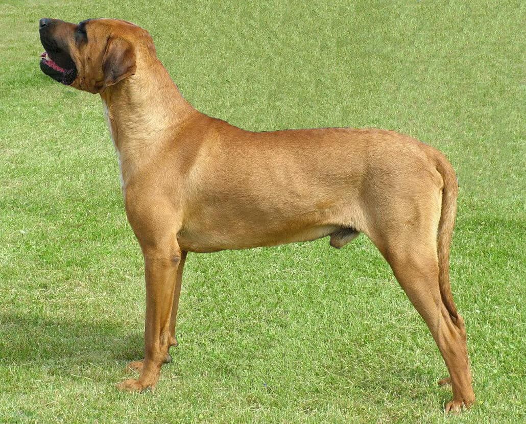 Dog Breeds Banned in India: A Look at Safety, Law, and Responsibility