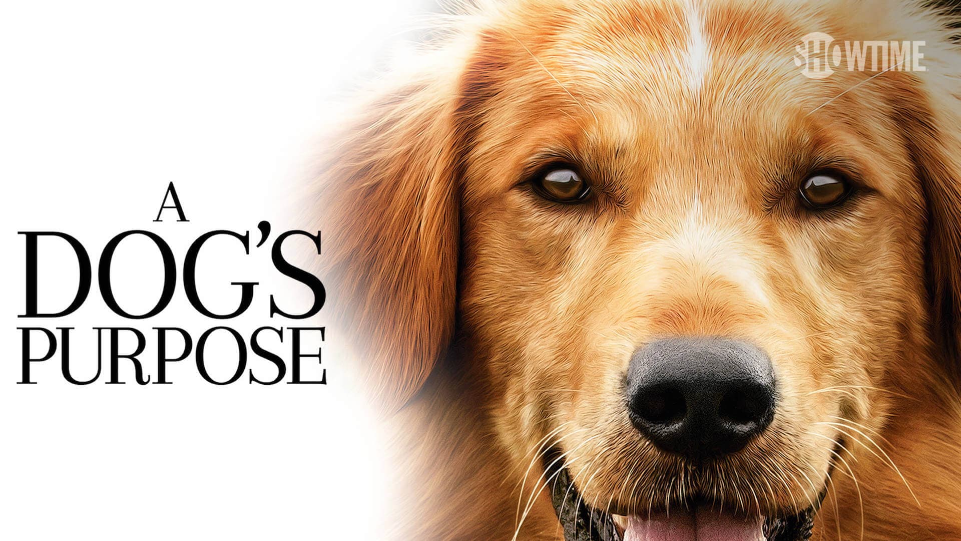A Dog's Purpose: A Heartwarming Journey of Love, Loyalty, and Reincarnation