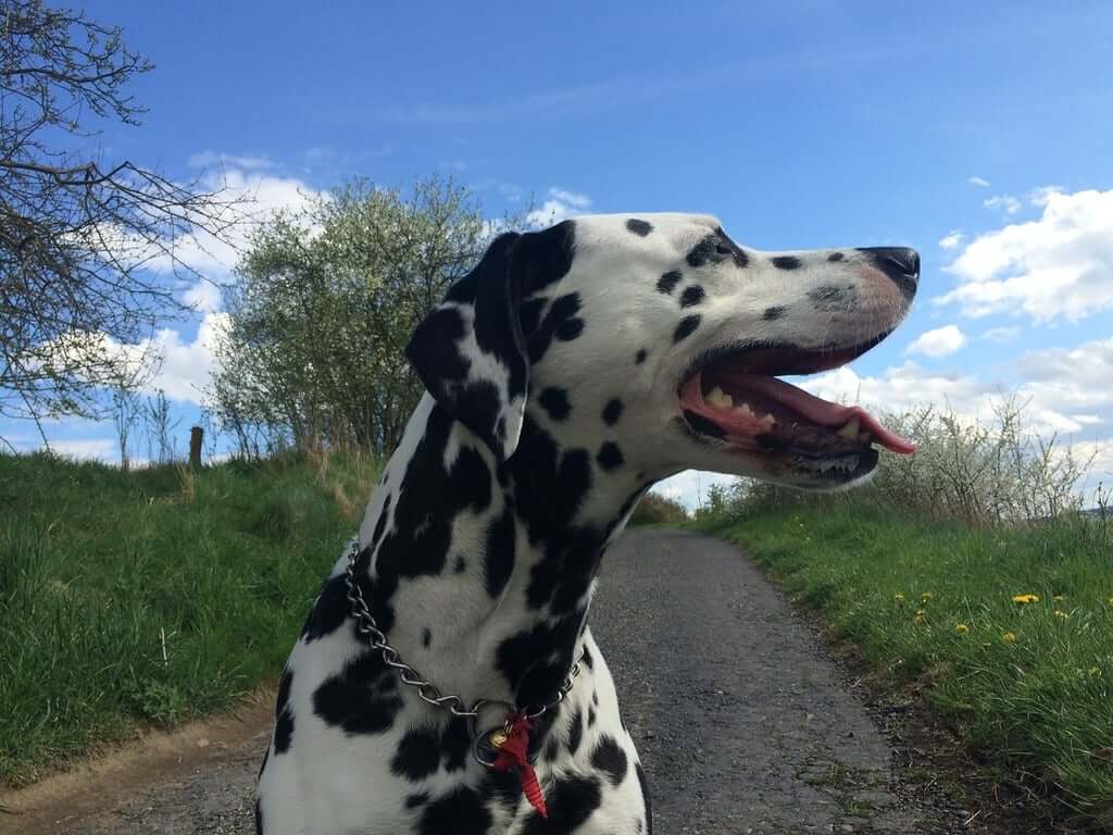 Why Do Dalmatians Have a Bad Reputation? Myths & Facts
