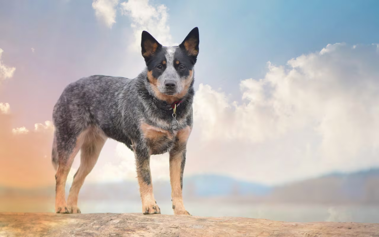 🐶 Banned Dog Breeds in Australia: What You Need to Know in 2025