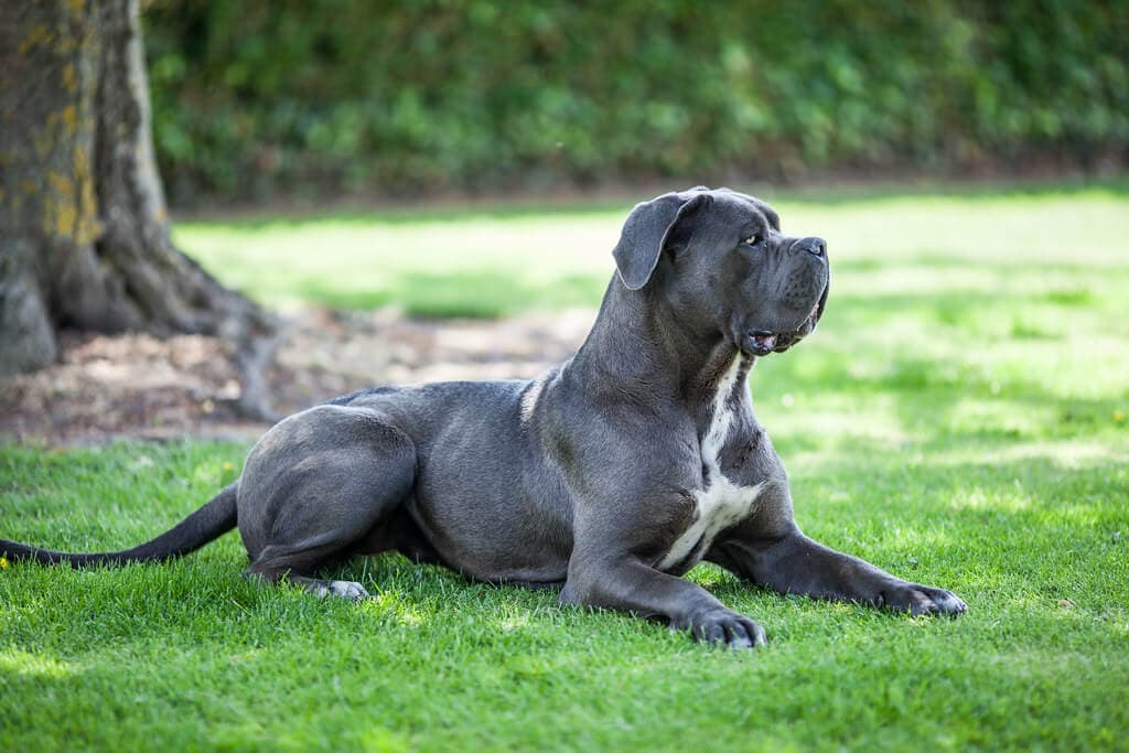 Banned Dog Breeds in Russia: Everything You Need to Know Before Owning or Importing a Dog