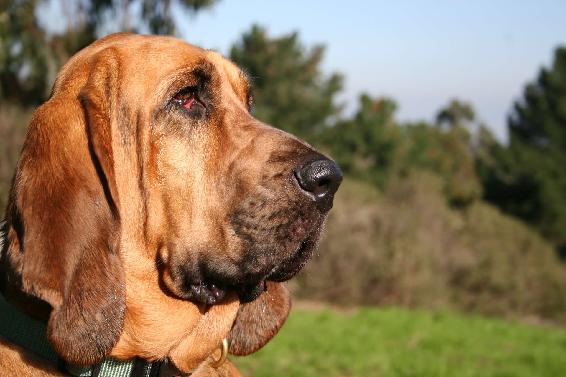 Bloodhound Dog Breed: Personality, Traits & Scent Tracking Wonders