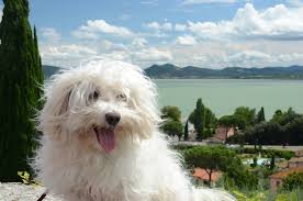 Bolognese Dog Breed Guide: Personality, Grooming, Health & More