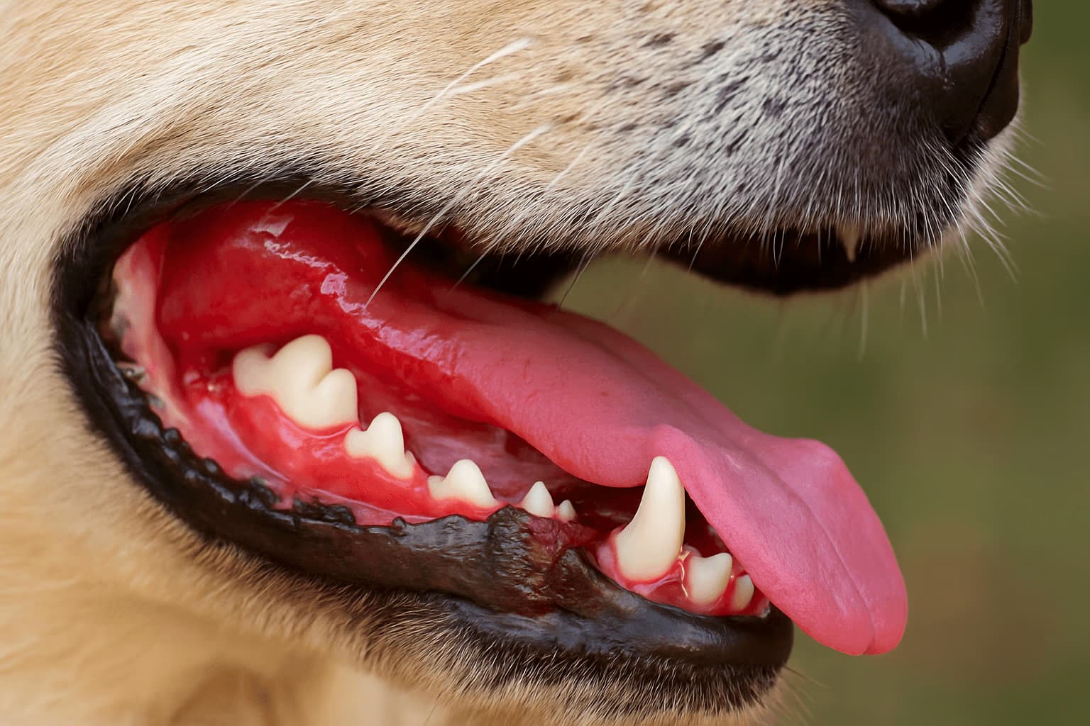 What Bright Red Gums in Dogs Really Mean: Inflammation, Infection, or Heatstroke?