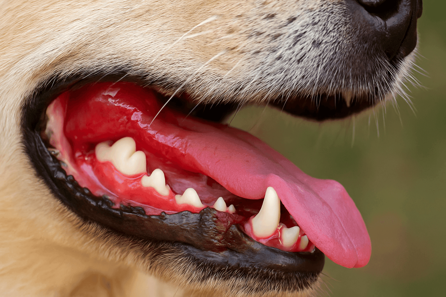 What Bright Red Gums in Dogs Really Mean: Inflammation, Infection, or Heatstroke?