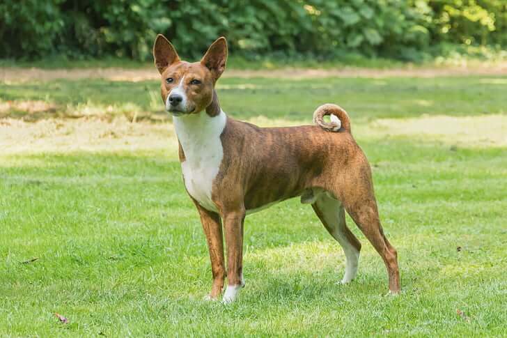 Canaan Dog Breed Guide: Traits, Care, and Expert Veterinary Insights