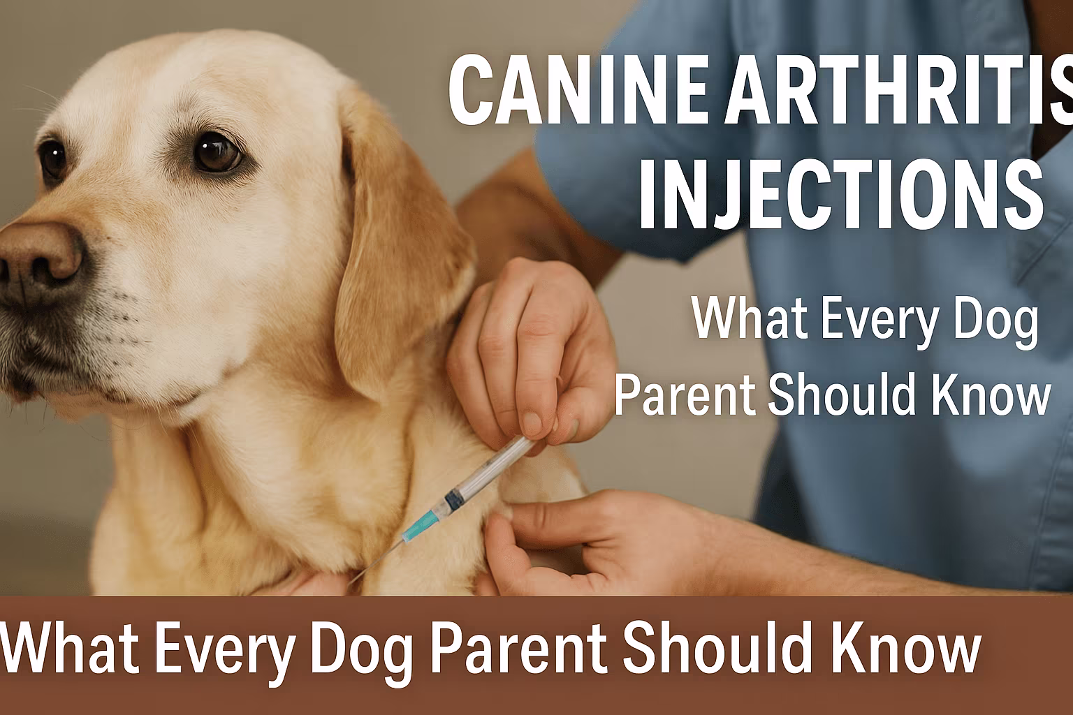 Canine Arthritis Injections: What Every Dog Parent Should Know