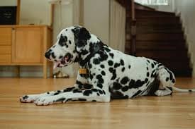 Dalmatians: The Spotted Companions with Big Personalities