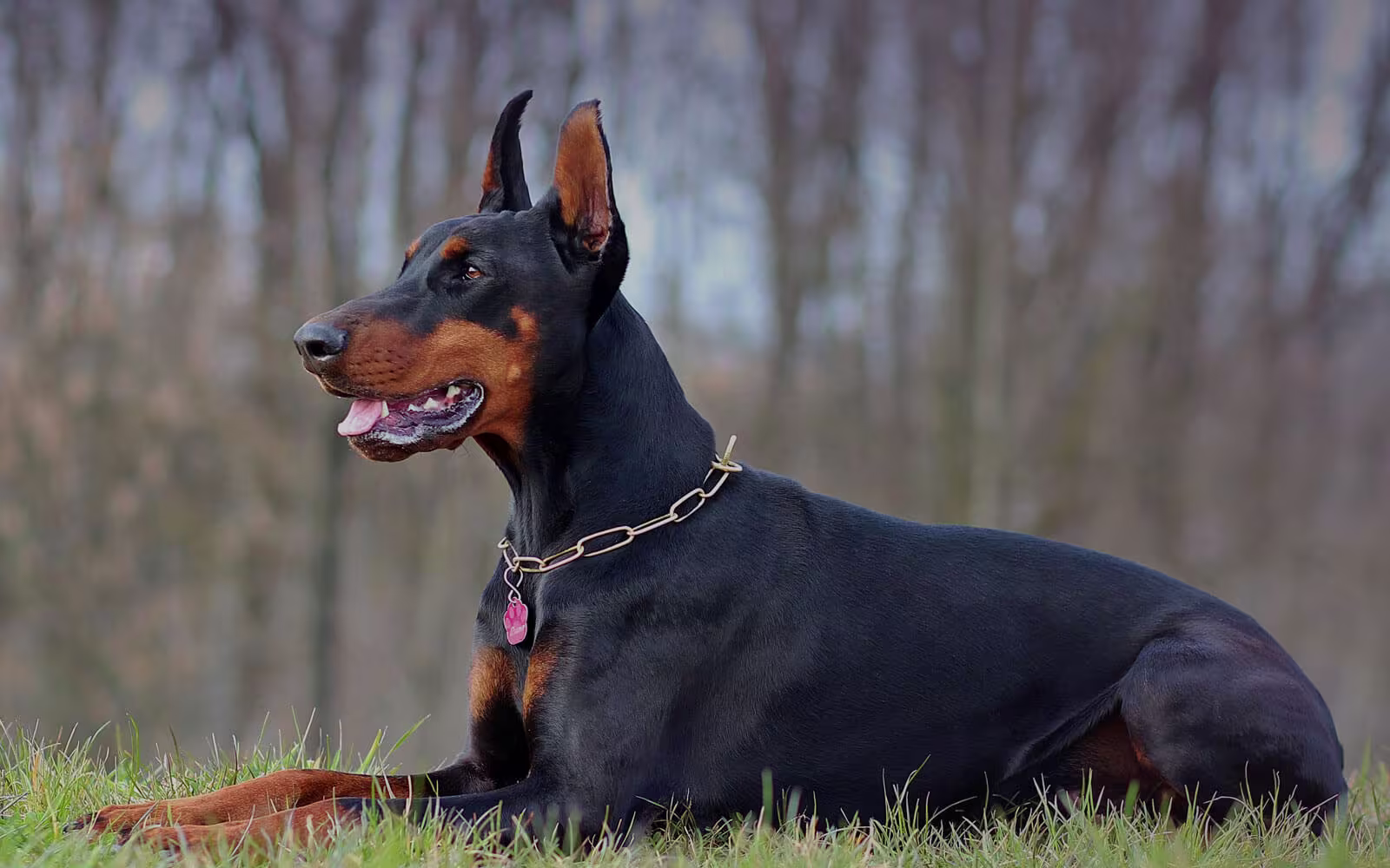 Doberman Pinscher Care & Behavior Guide