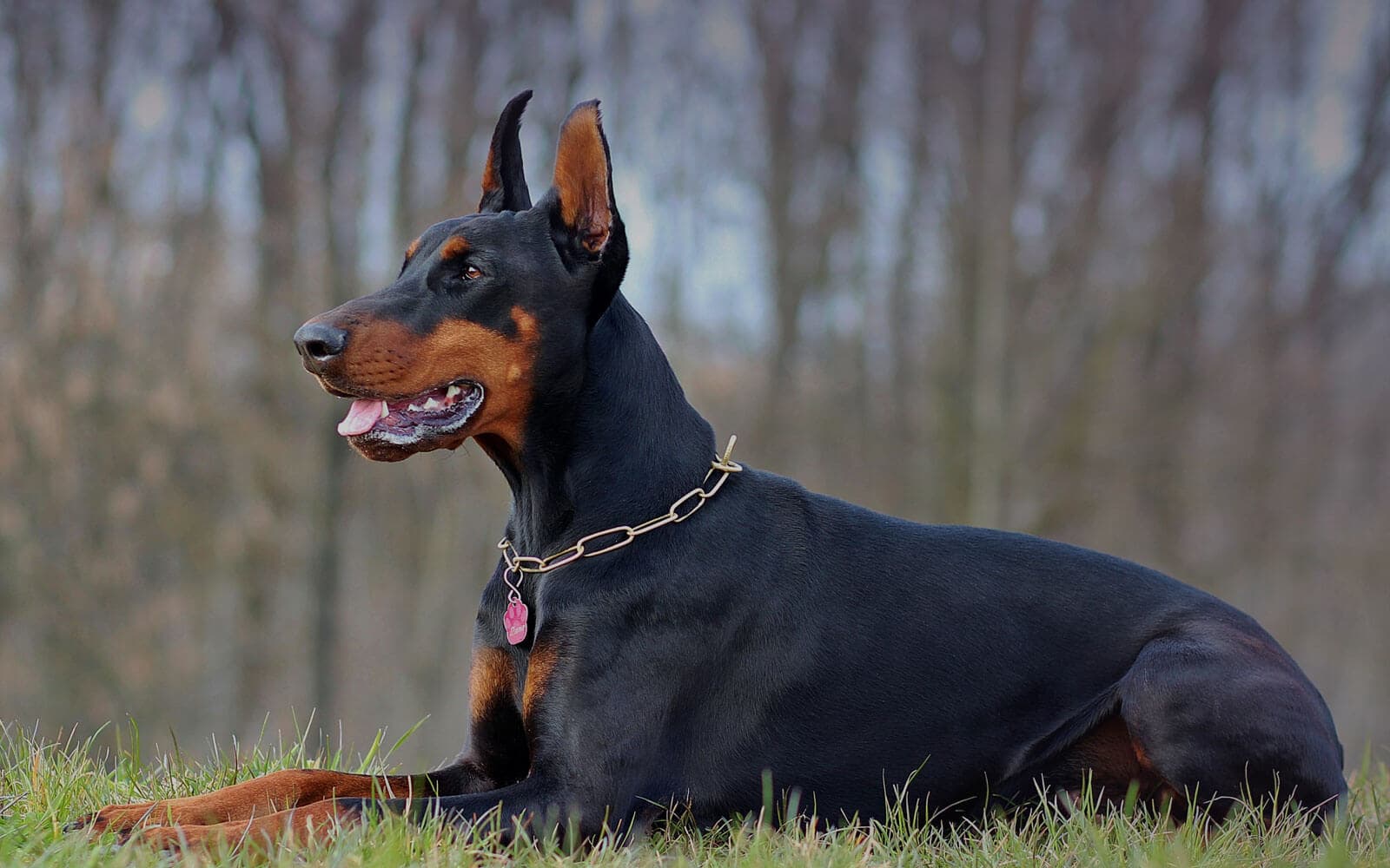 Doberman Pinscher Care & Behavior Guide