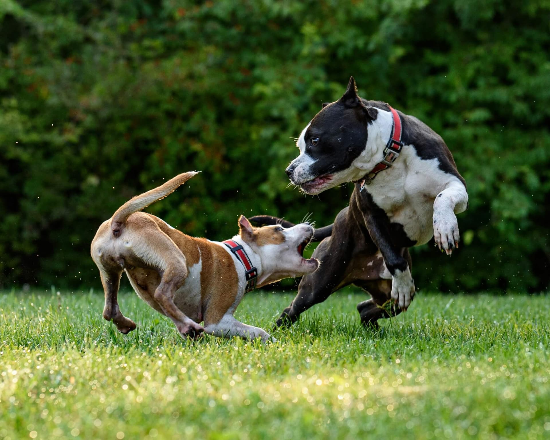 What to Do If a Dog Attacks: A Pet Expert’s Guide to Staying Safe
