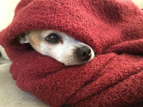 Do Dogs Benefit From Blankets? Choosing the Right Dog Blanket