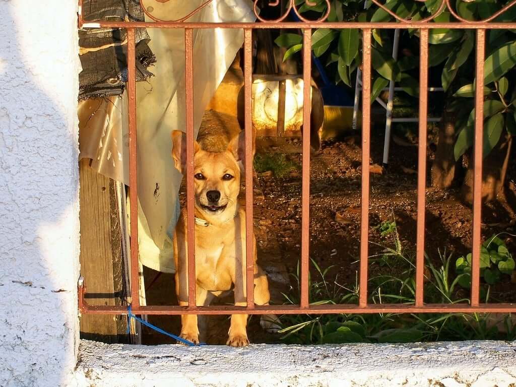 Dog Gates: Choosing the Right Dog Gate for Your Home