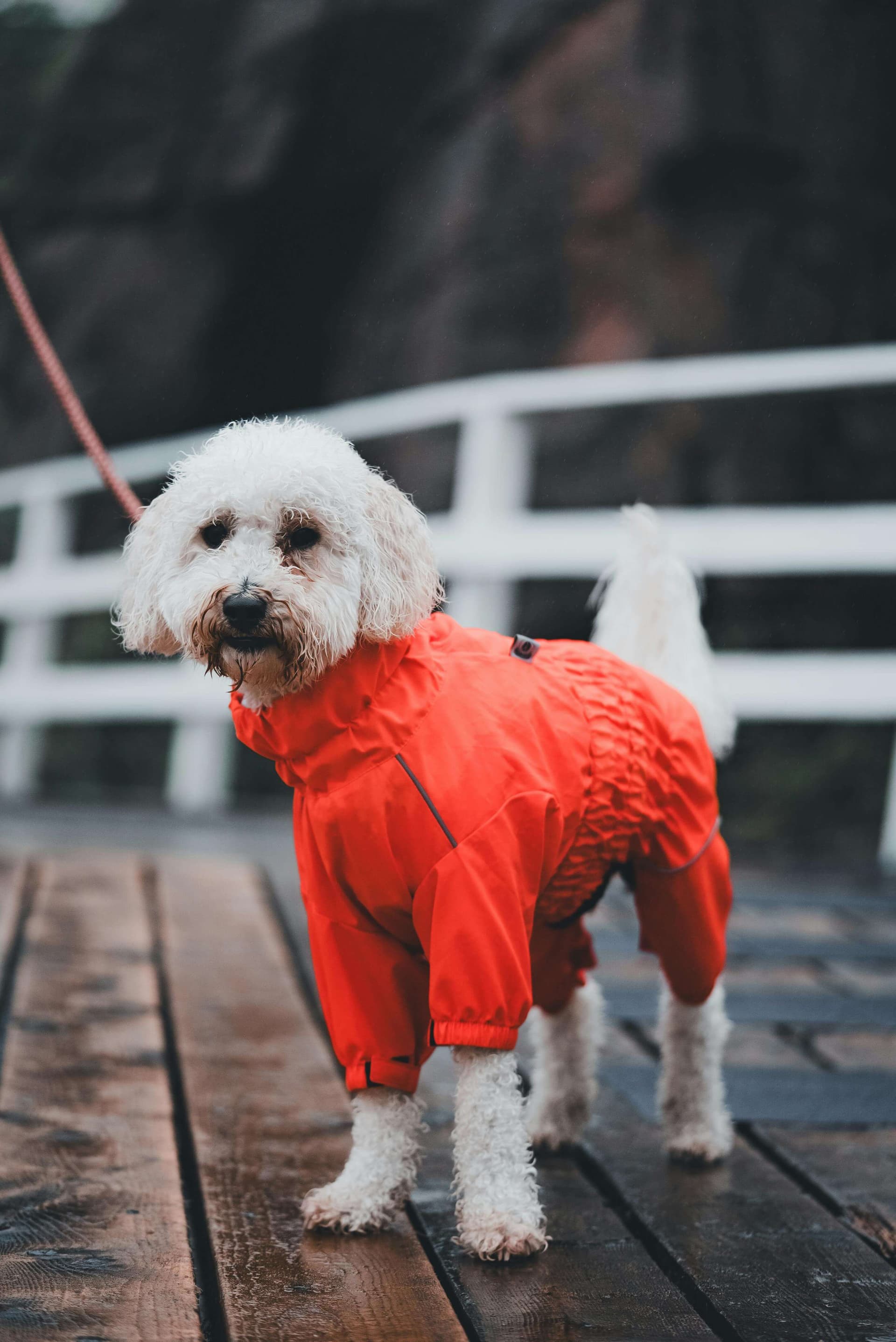 Does Your Dog Need a Raincoat? Why Some Dogs Benefit From Raincoats