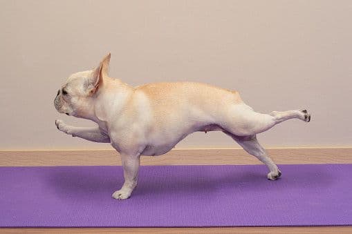 How to Help Your Dog Lose Weight: Safe, Vet-Backed Tips