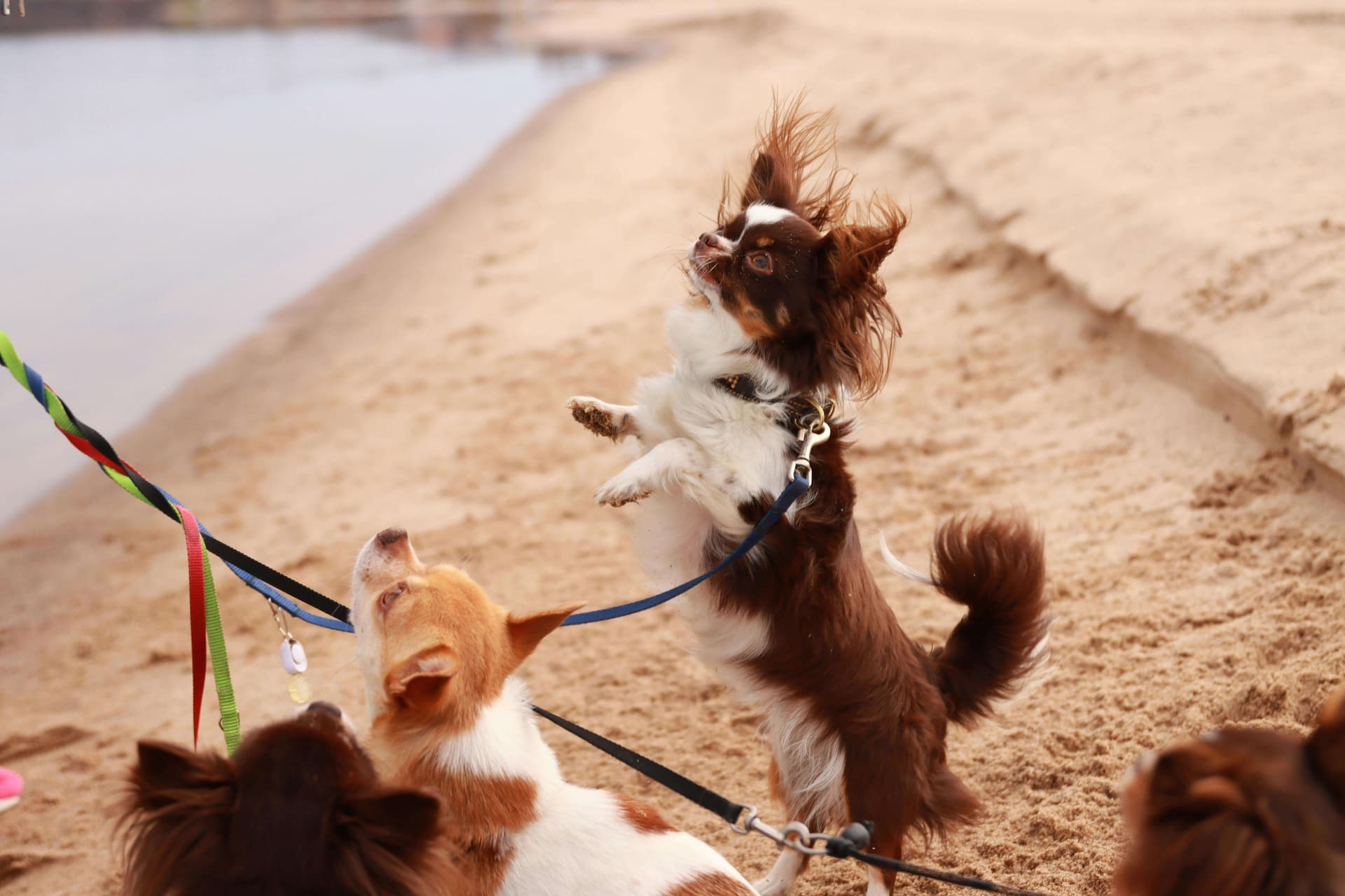 Double Dog Leashes: When and How to Use Them Safely