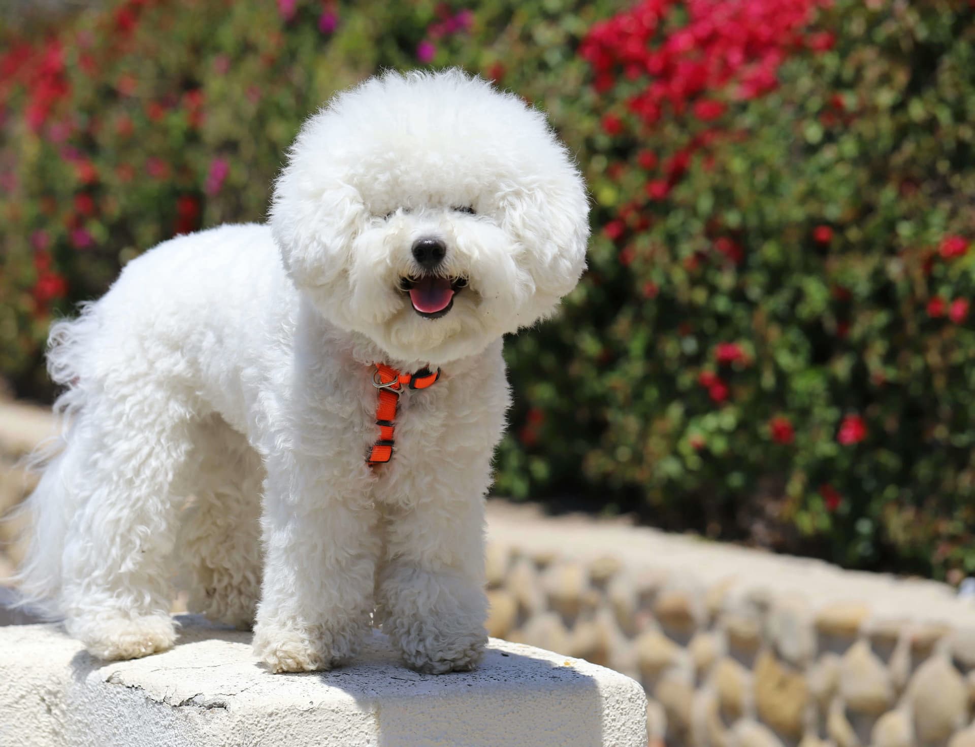 Adopt a Hypoallergenic Puppy: The Ultimate Guide for Allergy-Friendly Dog Lovers