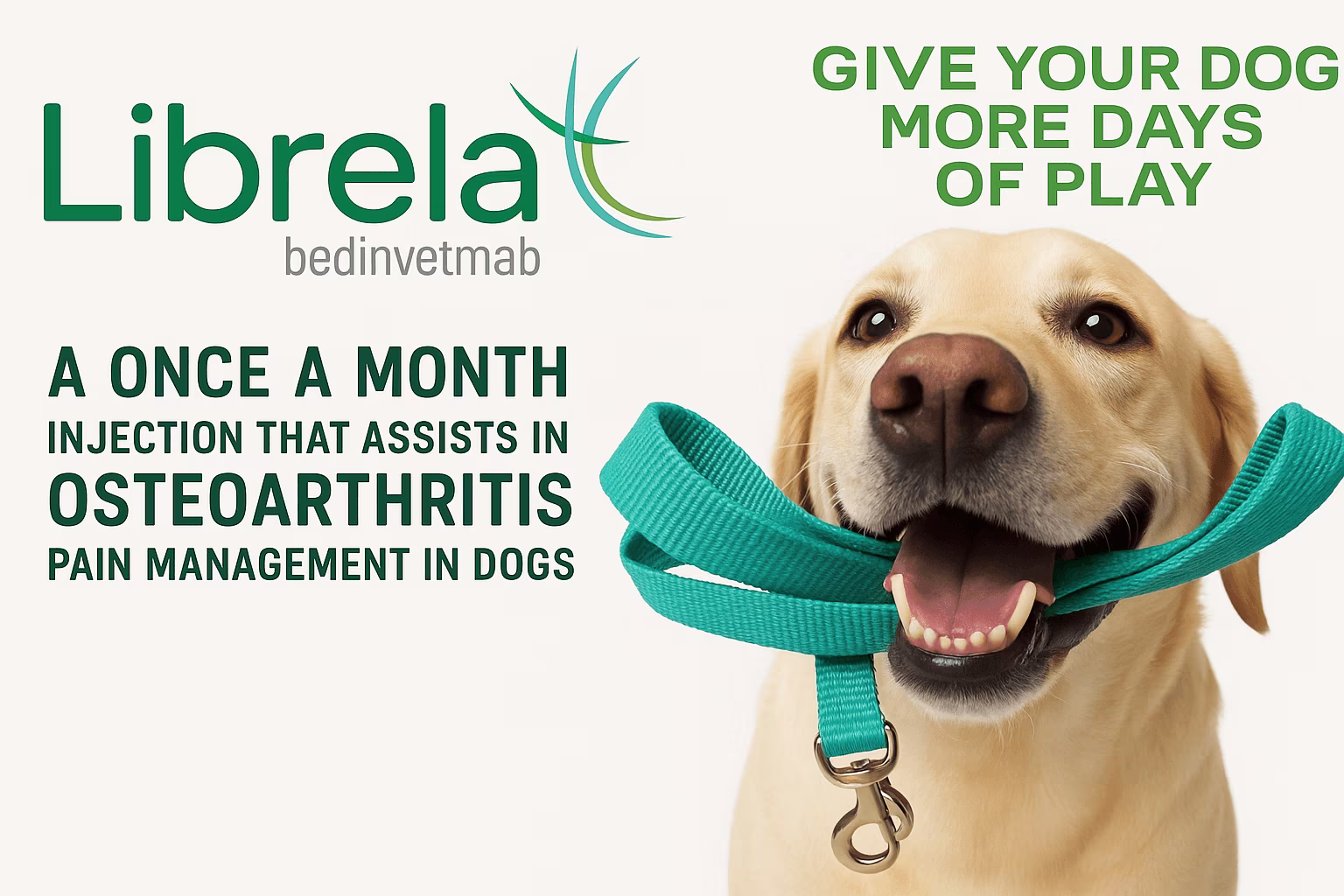 Librela for Dogs: A New Era in Osteoarthritis Pain Relief