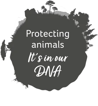 About SNiffnTail
