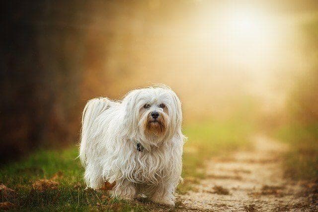 How To Reduce Shedding In Dogs? 10 Expert Tips Every Pet Parent Should Know