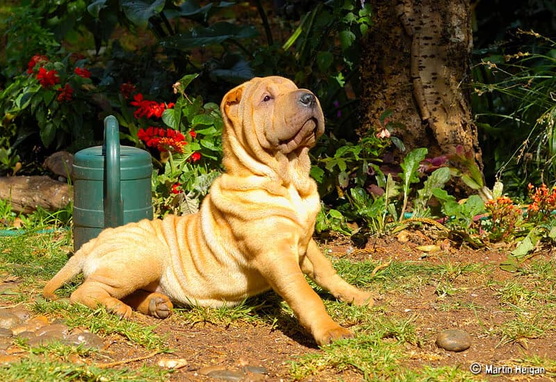 Shar Pei Dog Breed Guide: Wrinkles, Loyalty & Care Tips