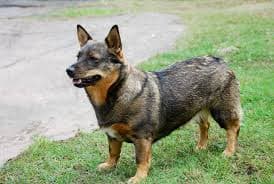 Swedish Vallhund Dog Breed: The Viking Companion You’ll Love