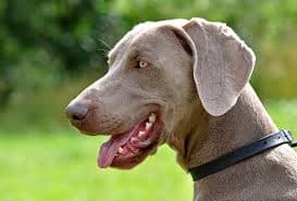 Weimaraner Dog Breed Guide: A Loyal, Energetic Companion