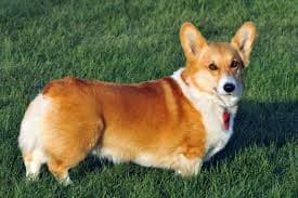 Pembroke Welsh Corgi: The Loyal, Lively Herding Companion