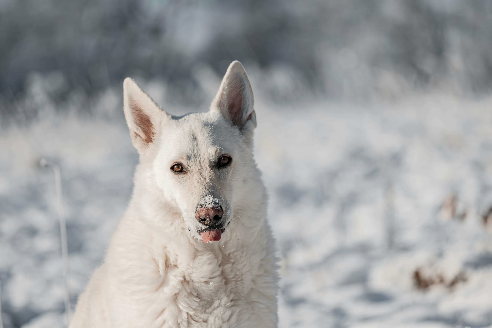 White Swiss Shepherd Dog: The Loyal Cloud with a Heart of Gold