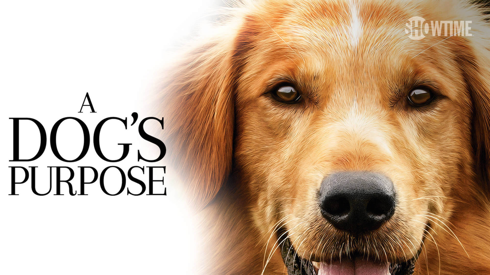 a dogs purpose journey of love and loyalty