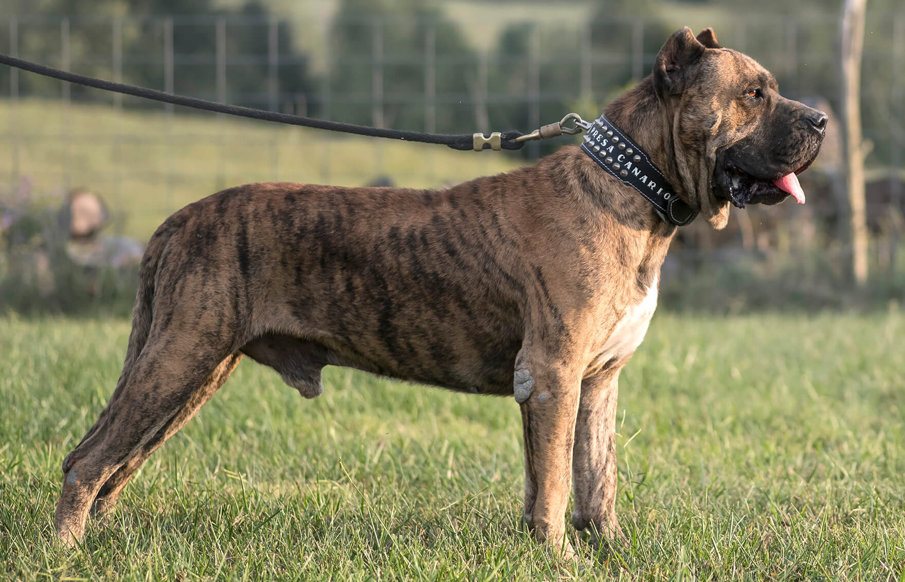 Banned Dog Breeds in Saudi Arabia