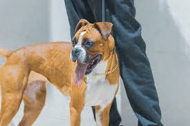 Boxer Dog Breed Guide