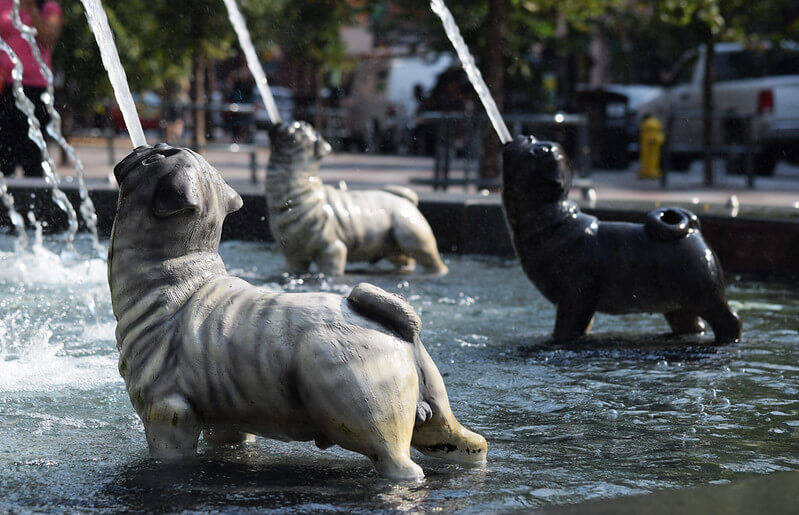 Dog drinking from water fountain