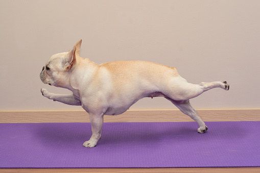 How to Help Your Dog Lose Weight