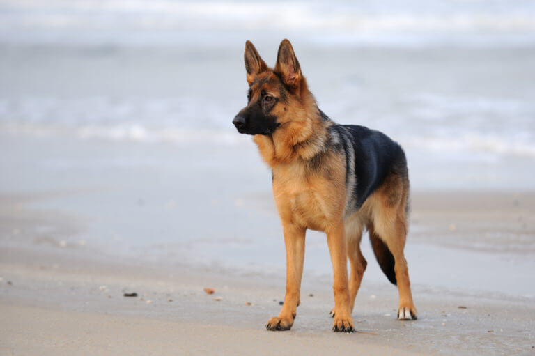 German Shepherds