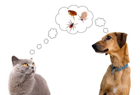 How to Get Rid of Ticks & Fleas in Dogs