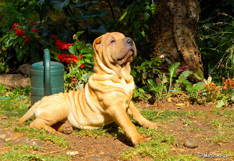 Shar Pei Dog Breed Guide