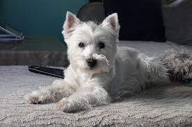 West Highland White Terrier Dog Breed Guide
